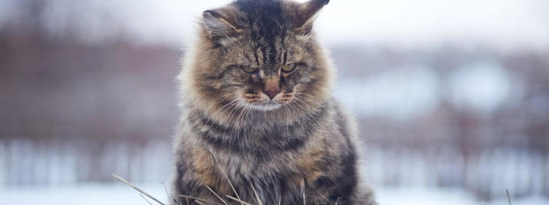 Pet Mental Health: Recognizing Signs of Anxiety and Depression in Pets Pet Mental Health: Recognizing Signs of Anxiety and Depression in Pets